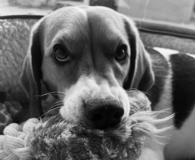 Arlo